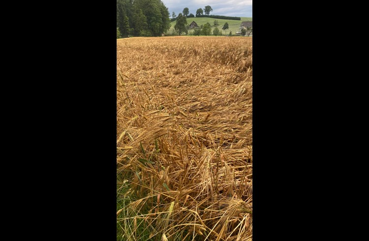 Auch dieses Kornfeld wurde in Mitleidenschaft gezogen. (Leserfoto)