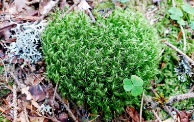 Diese an ein Herz erinnernde Pflanze, entdeckt bei einem Waldspaziergang, zeigt die Schönheit der Natur. | Monika Näf-Flühler