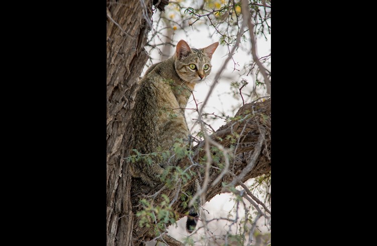 Auch wenn Katzen ans Leben in Häusern gewohnt sind, bleiben sie doch exzellente Raubtiere in der Natur. (Foto Freepik.com)