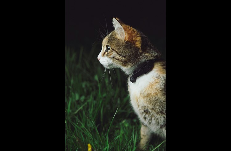 Ein Glöckchen kann eine Möglichkeit darstellen, um den Jagderfolg bei Katzen zu verringern. (Foto Raphael Schaller/unsplash.com)