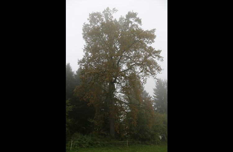 Eine stattliche Eiche, die ebenfalls als letzte Ruhestätte dient. Diese Baumart ist die teuerste im Friedwald. (Foto Geri Wyss)